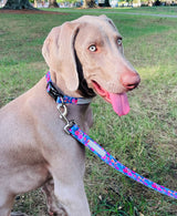 Gray Weimaraner sitting on the grass wearing a blue and pink floral Lucky Love Dog collar with a matching leash.