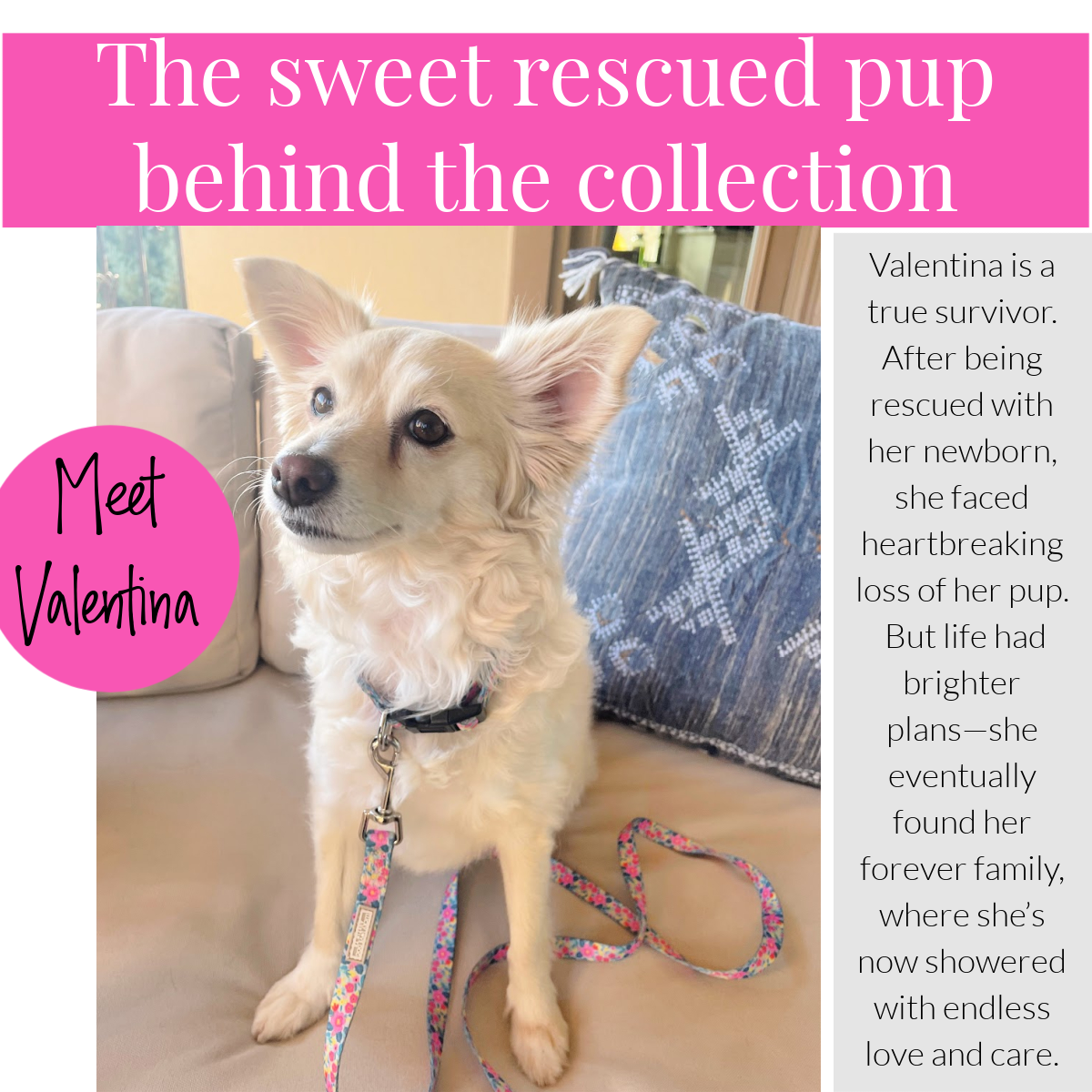 Rescued dog Valentina sitting on a couch with a floral Lucky Love Dog leash.