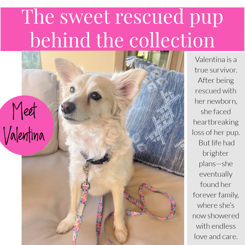 Rescued dog Valentina sitting on a couch with a floral Lucky Love Dog leash.