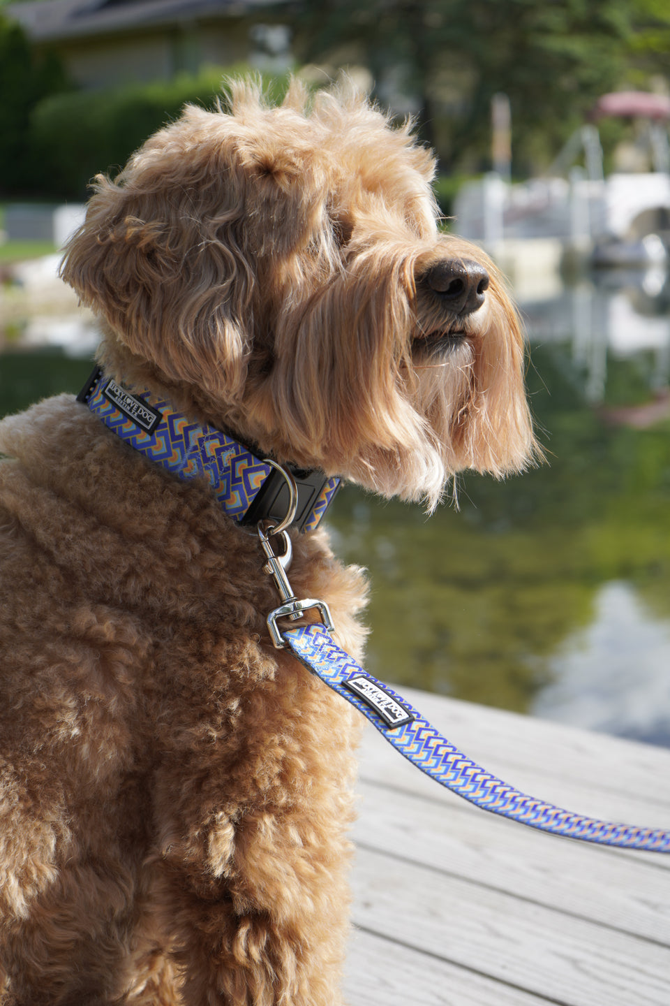 Murphy Dog Collar