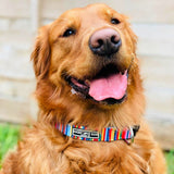 Rainbow striped hippie collar on dog
