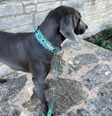 WIDE Leo Collar