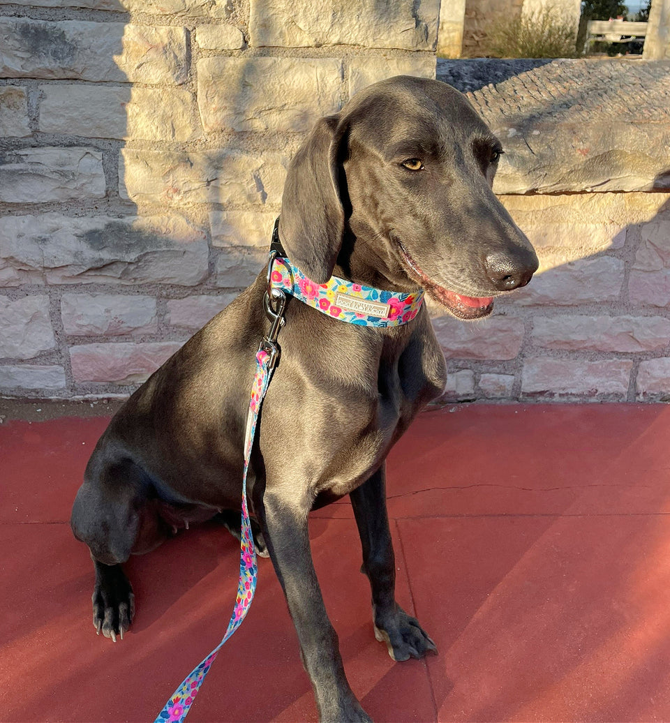 WIDE Valentina Collar