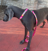 Molly Dog Collar