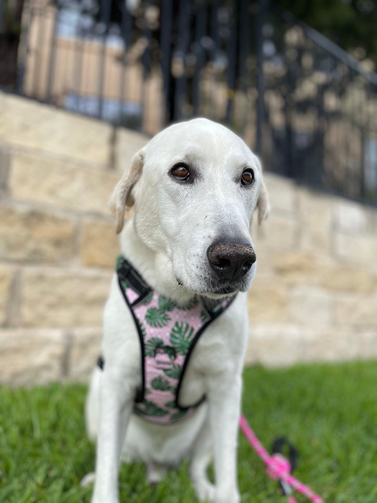 Easy Walker Laguna Pink Harness