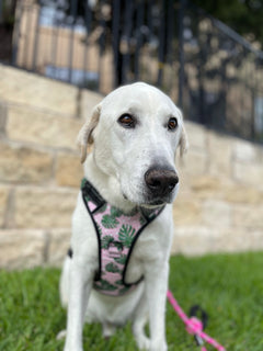 Easy Walker Laguna Pink Harness