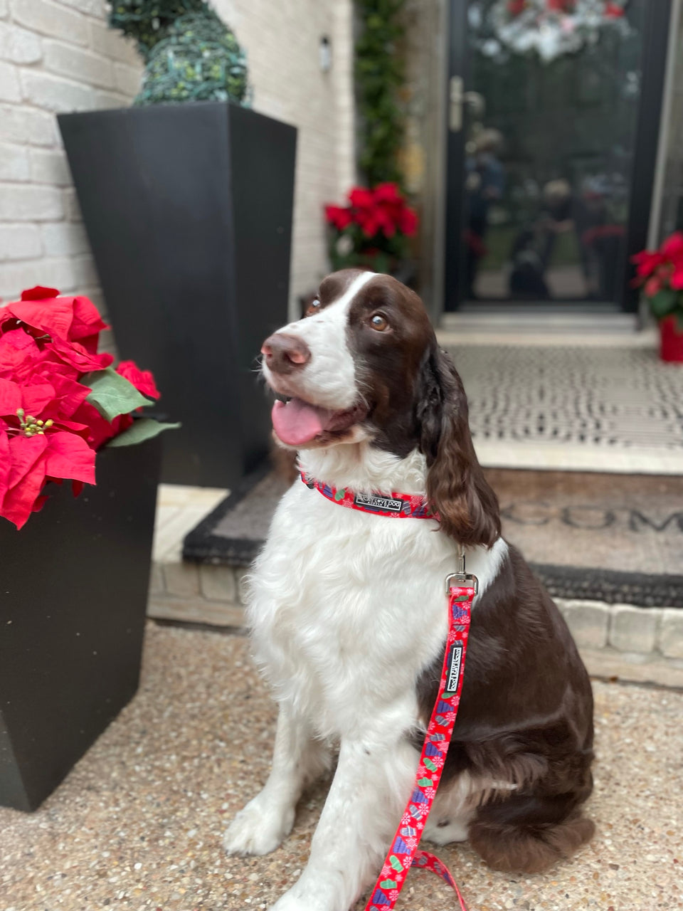 Dog wearing a red poinsettia-themed Lucky Love Dog collar and leash while sitting by holiday décor and red poinsettias.