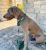 Dog wearing a green holiday-themed Lucky Love Dog collar and leash while sitting outdoors by a stone wall.