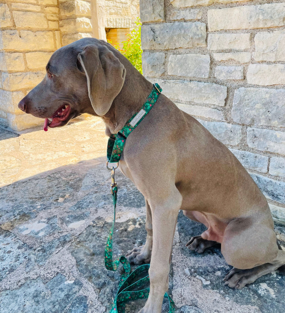 Dog wearing a green holiday-themed Lucky Love Dog collar and leash while sitting outdoors by a stone wall.