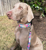 WIDE Valentina Collar