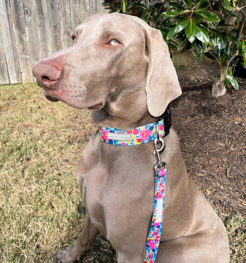 WIDE Valentina Collar