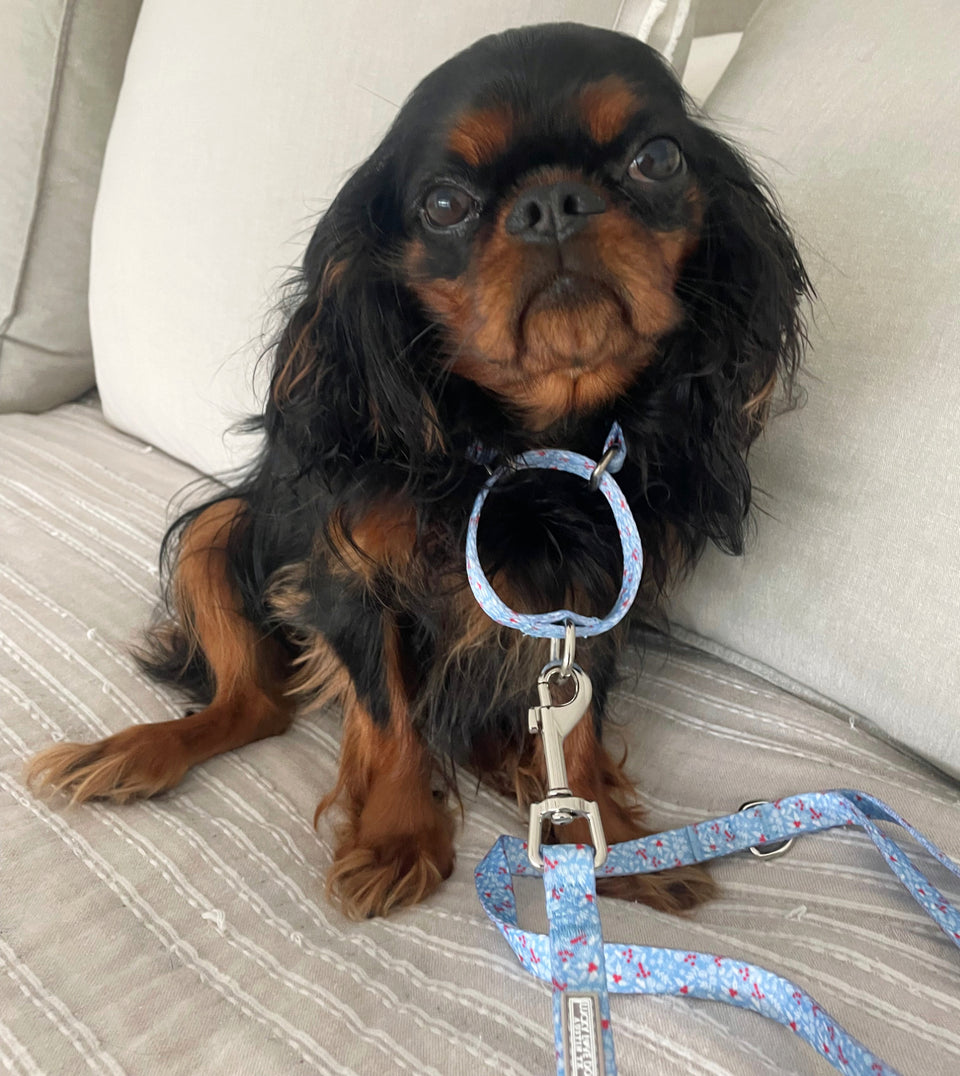 Dog wearing a light blue Lucky Love Dog leash on a couch.