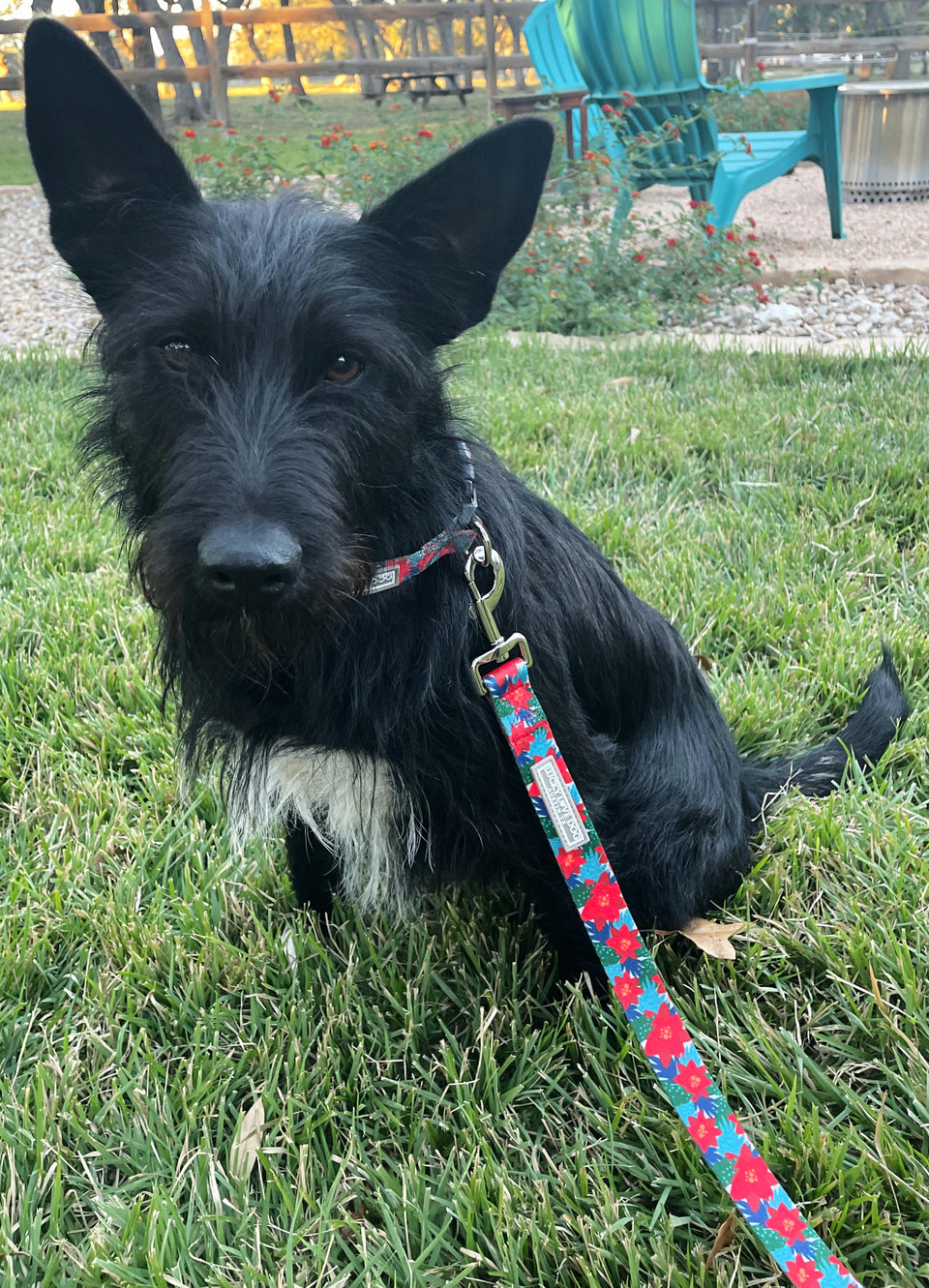 Dog wearing a red poinsettia-themed Lucky Love Dog collar and leash while sitting on grass outdoors.