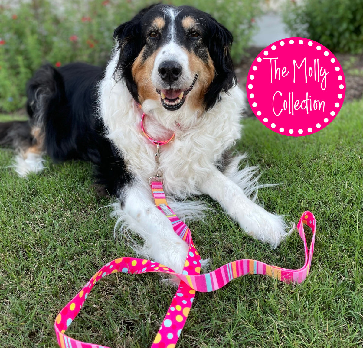 Single Pattern Collar+Leash Bundle- Wholesale