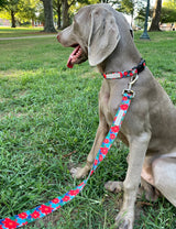 Dog wearing a red holiday-themed Lucky Love Dog collar and leash with poinsettia pattern while sitting on grass outdoors.