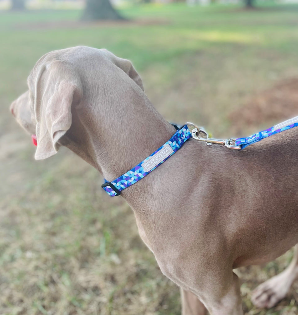 Dog wearing a blue geometric Lucky Love Dog collar and matching leash