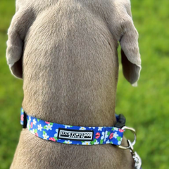 Close-up view of a Weimaraner dog's neck wearing a blue collar with daisy and ladybug print.