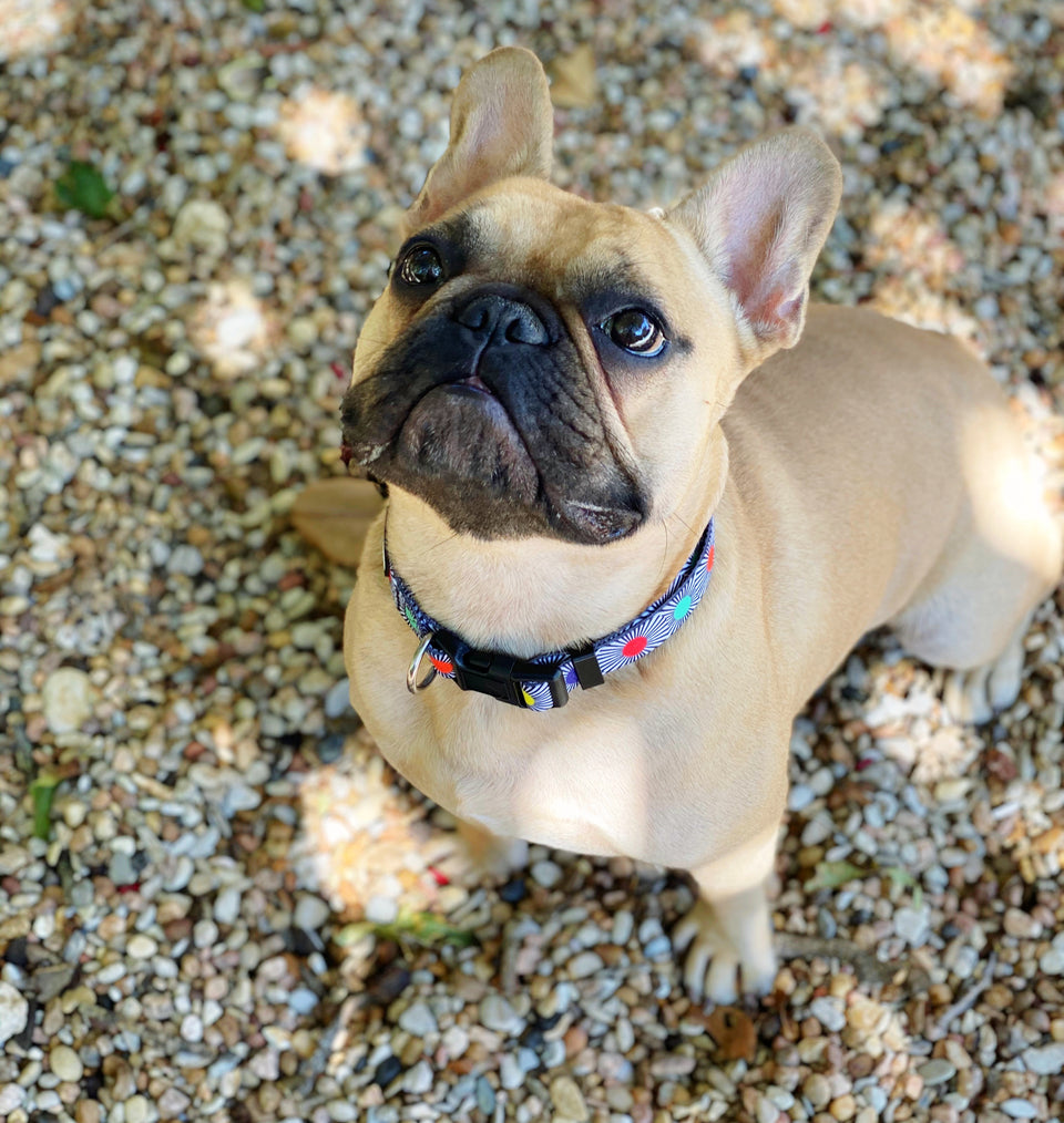 small brown dog wearing modern colorful dog collar