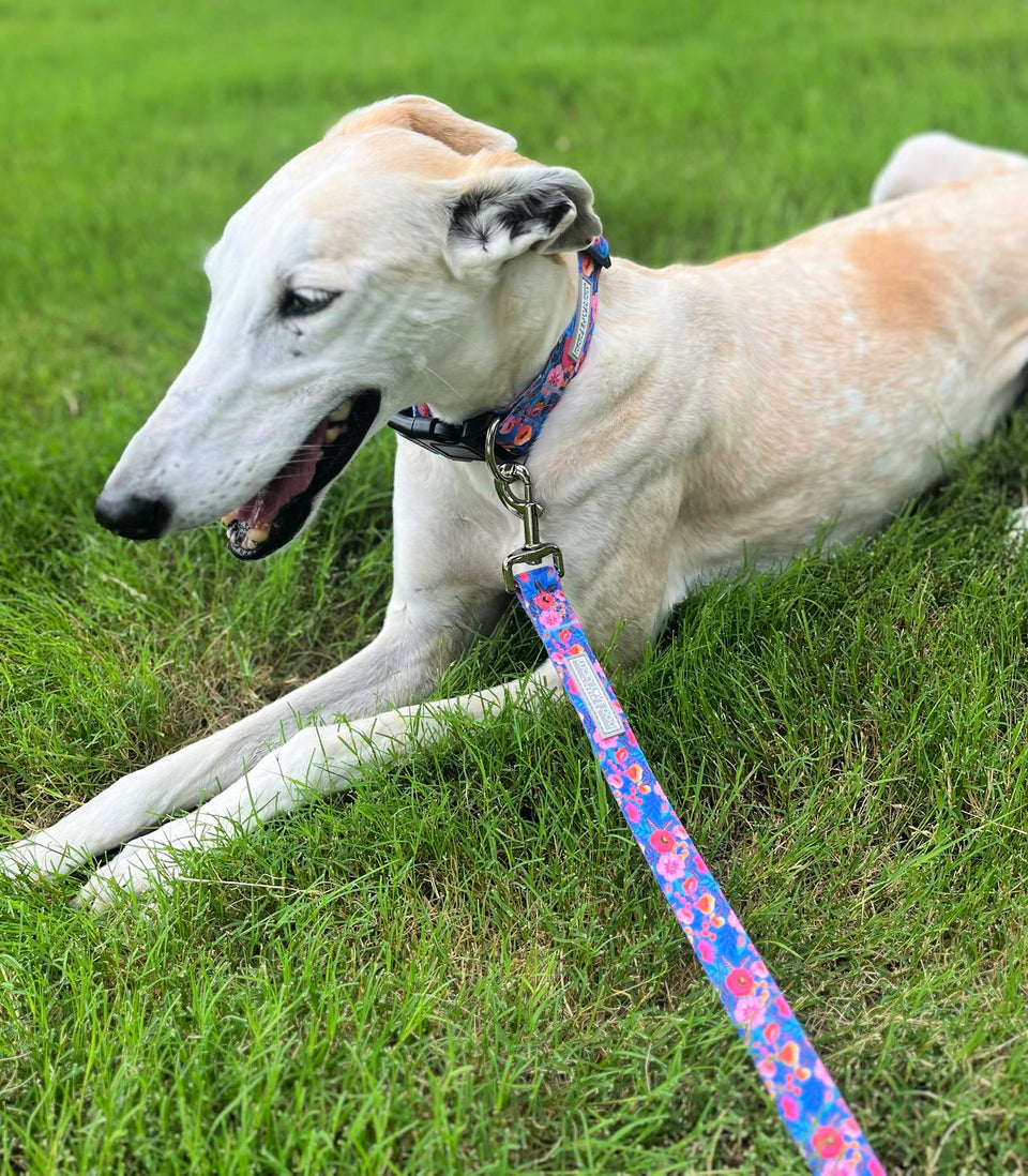 Light-colored dog laying in the grass wearing a blue and pink floral Lucky Love Dog collar and matching leash.