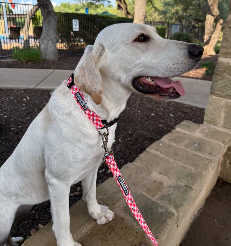 White Labrador dog sitting outdoors wearing a red gingham and bumblebee collar and matching leash.