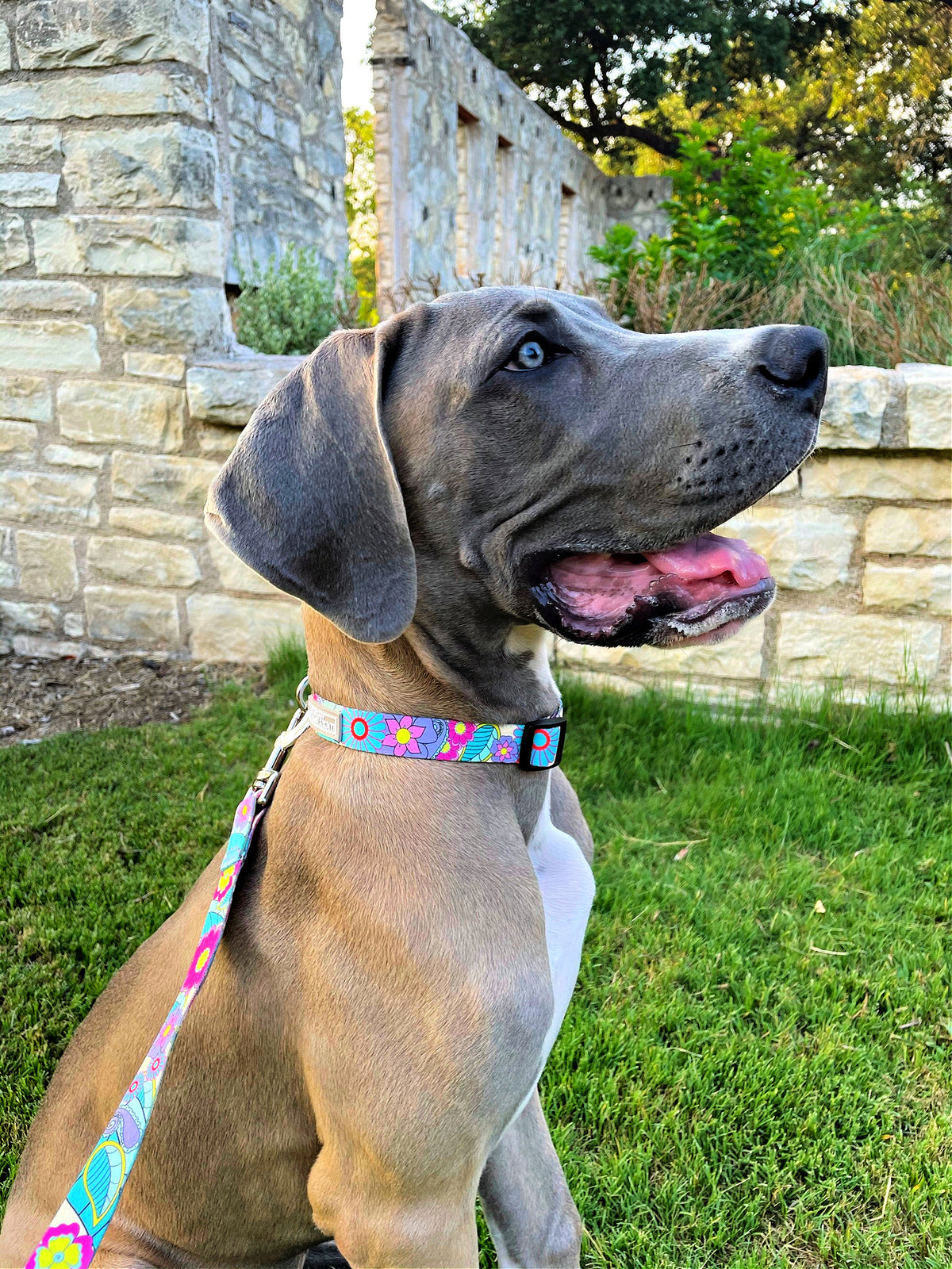 dog sitting on grass wearing a colorful floral collar and matching leash.