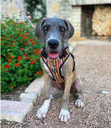 Easy Walker Hippie Harness