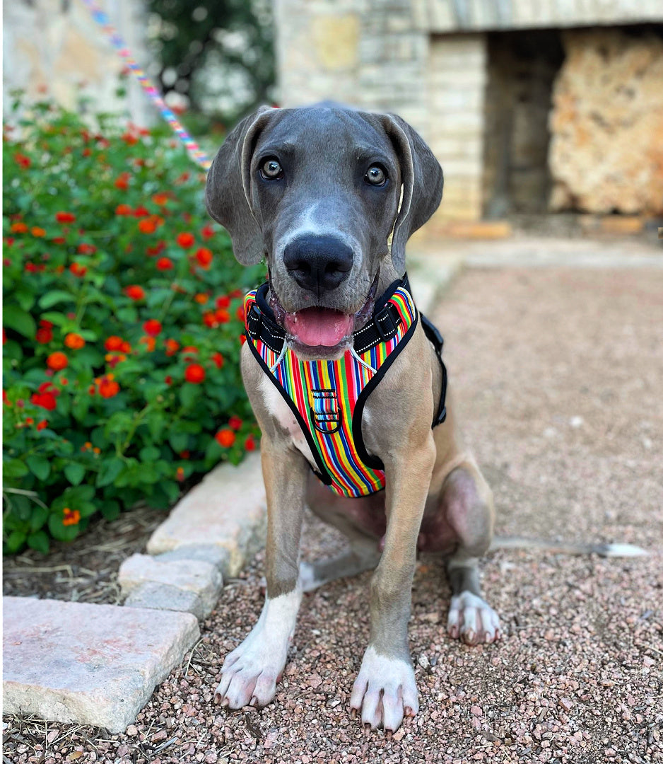 Easy Walker Hippie Harness