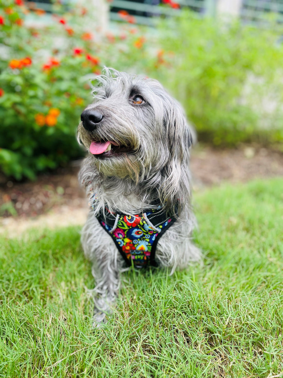 A fluffy, long-haired gray dog wearing a vibrant, multicolored floral pattern harness while sitting on a green lawn.