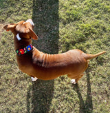 vivid floral wide dog collar on brown dog