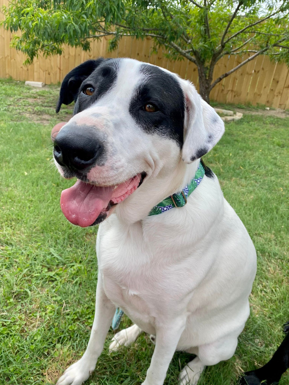 tropical green blue male dog collar on white dog