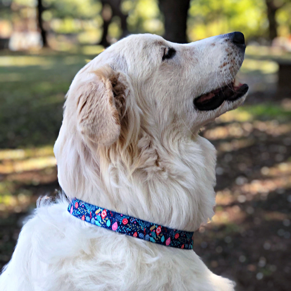 blue winter holiday dog collar