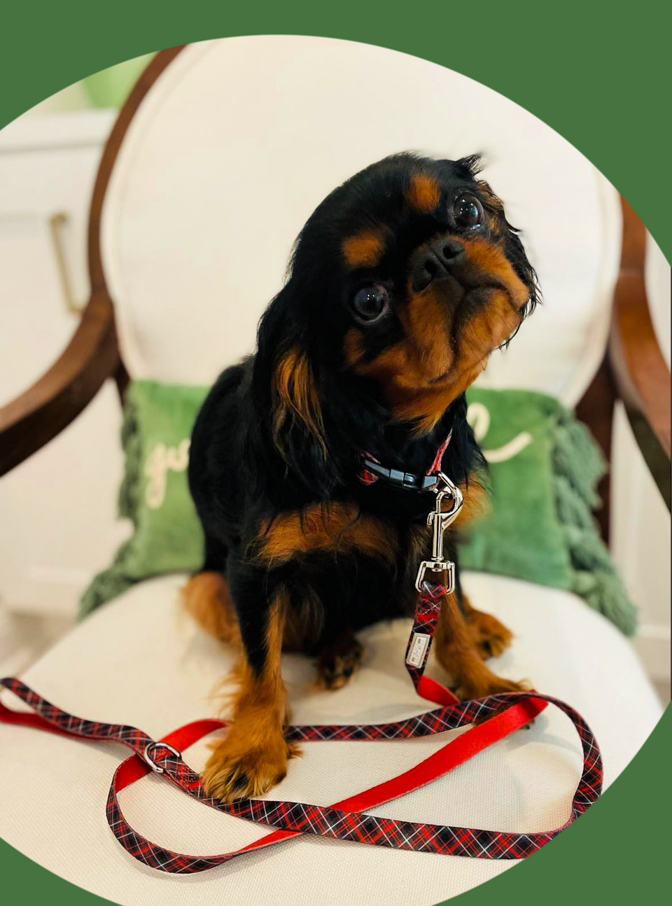 Heywood Dog Collar and Leash Wholesale