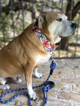 WIDE Ladybird Collar