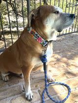 WIDE Ladybird Collar