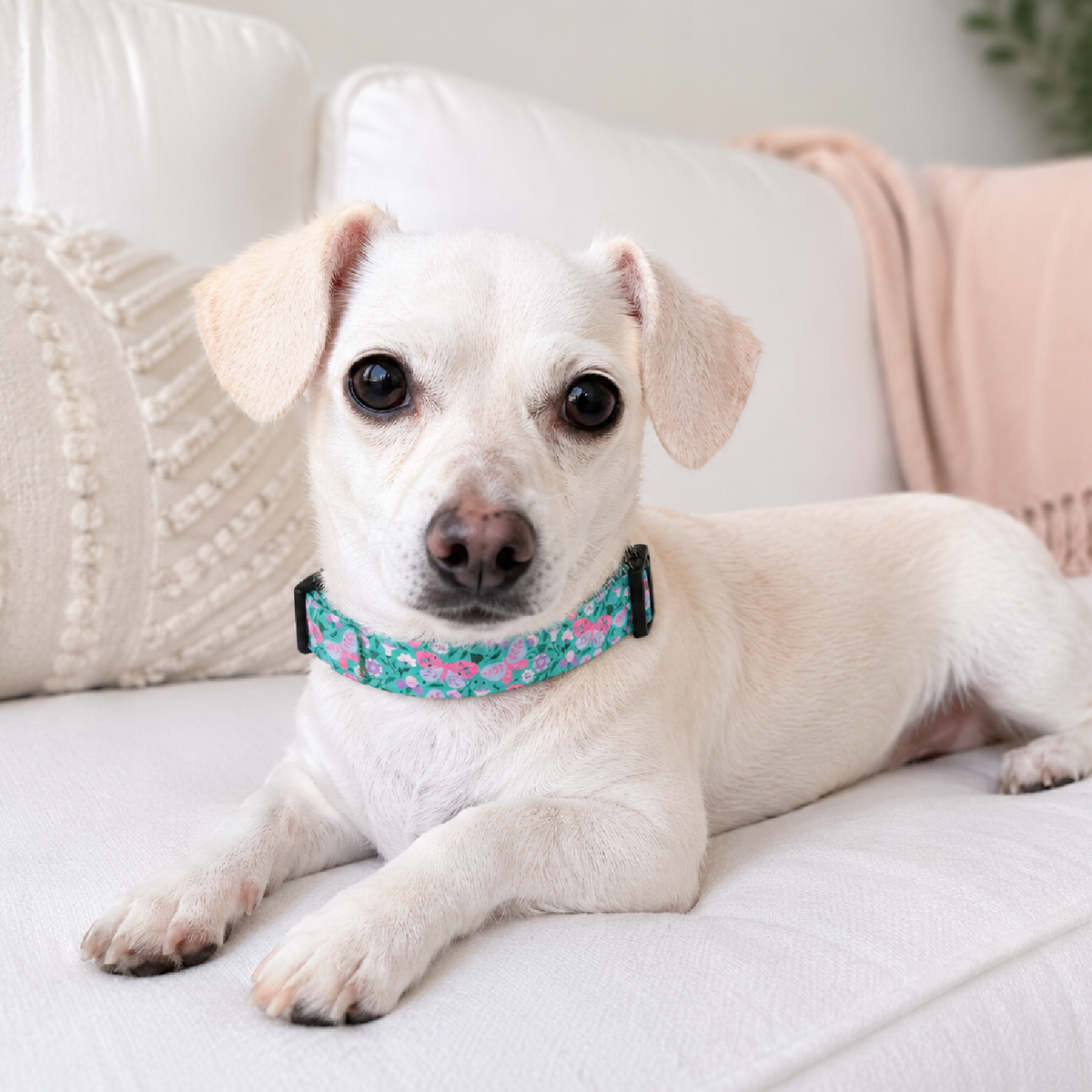 Small white dog wearing a colorful collar lying on a light-colored couch.