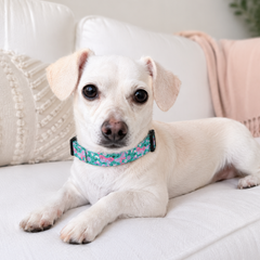 Small white dog wearing a colorful collar lying on a light-colored couch.