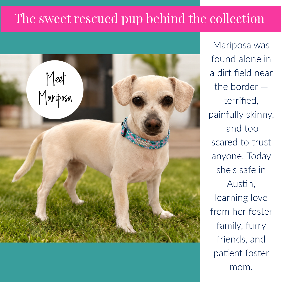 Dog named Mariposa standing on grass with text about her rescue and current situation.