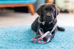 Clara Dog Collar