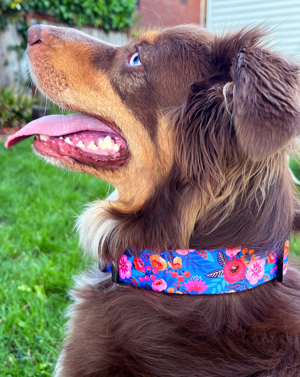 Wide Collar Bundle - Wholesale