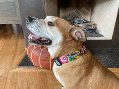WIDE Blackbird Collar
