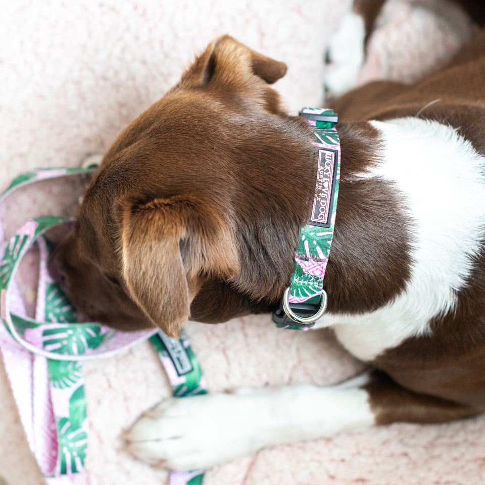 Brown and white dog wearing a pink and green tropical collar