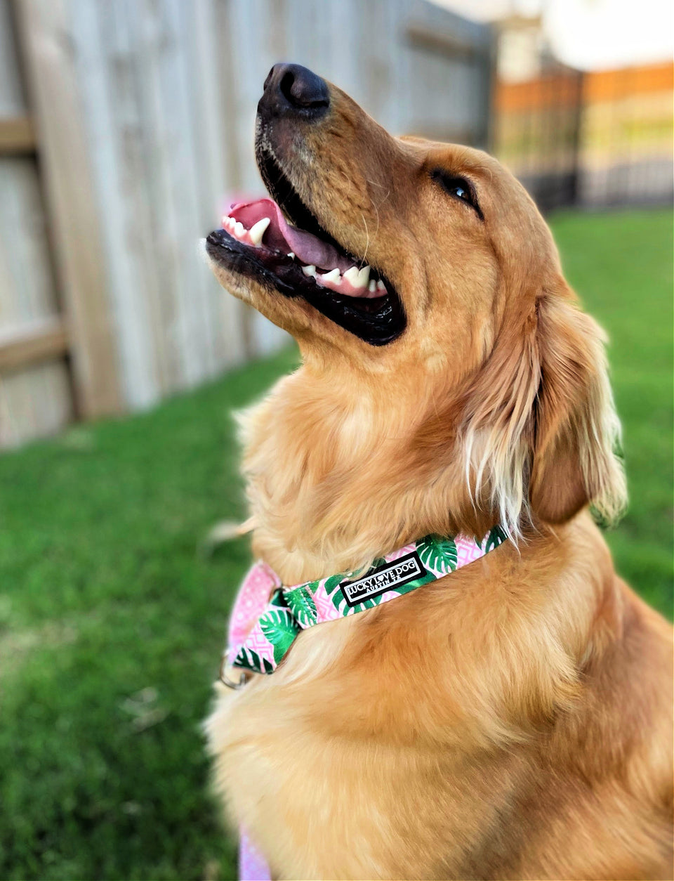Laguna - Pink Martingale