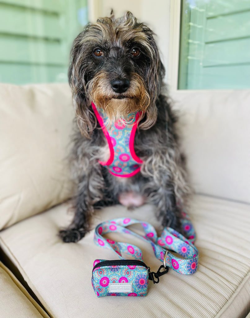 boho chic pink and turqoise dog accessories on scruffy dog