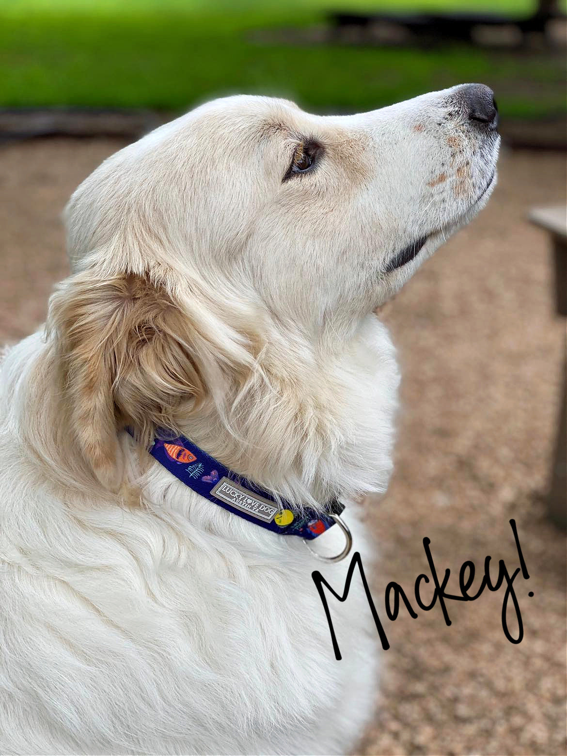 tropical fish blue dog collar on white fluffy dog
