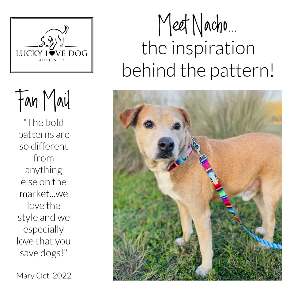 cute fiesta striped dog collar and leash on nacho