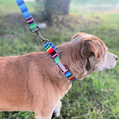 cute fiesta striped martingale dog collar and leash on dog named nacho