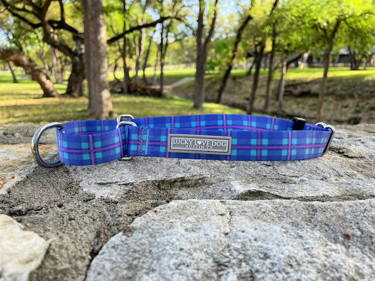 cute blue violet aqua martingale dog collar at park