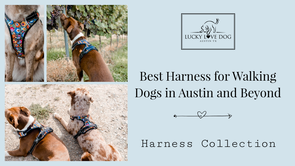 Best Harness for Hiking