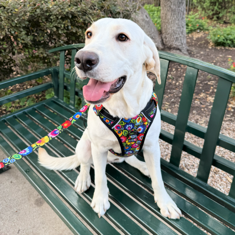 white dog in blackbird harness