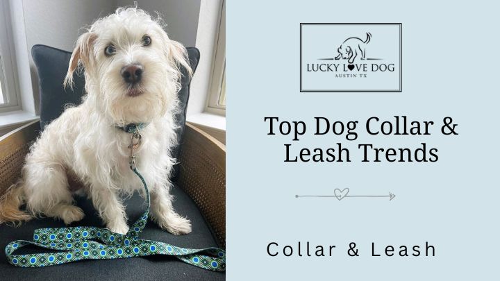 Dog Collar & Leash Trends